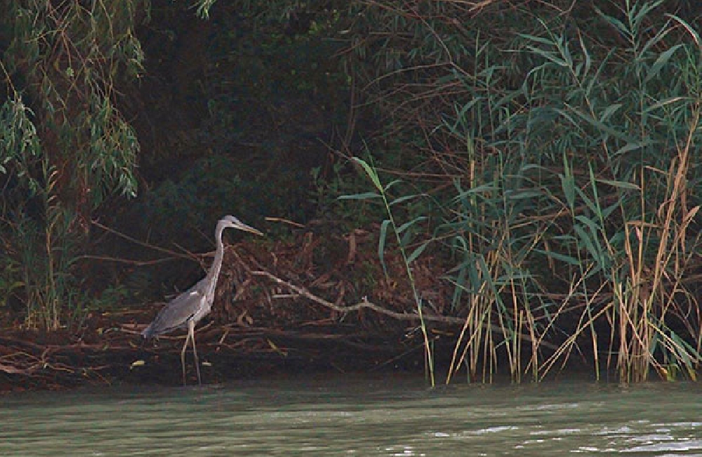 Im Donaudelta kommen sechs Vogelzugrouten zusammen