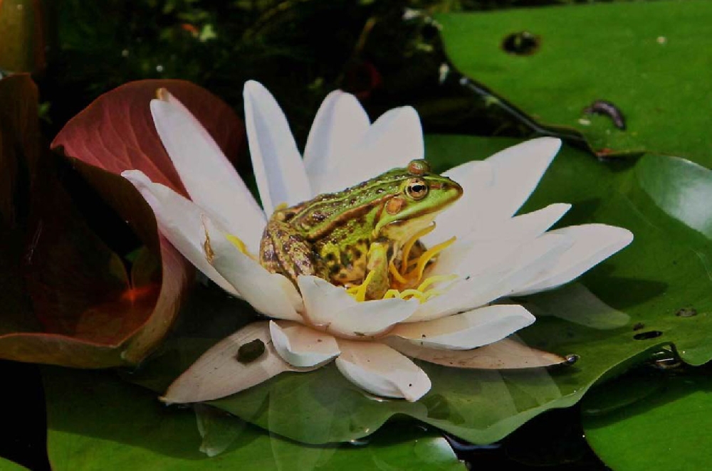 Frosch auf der Blume